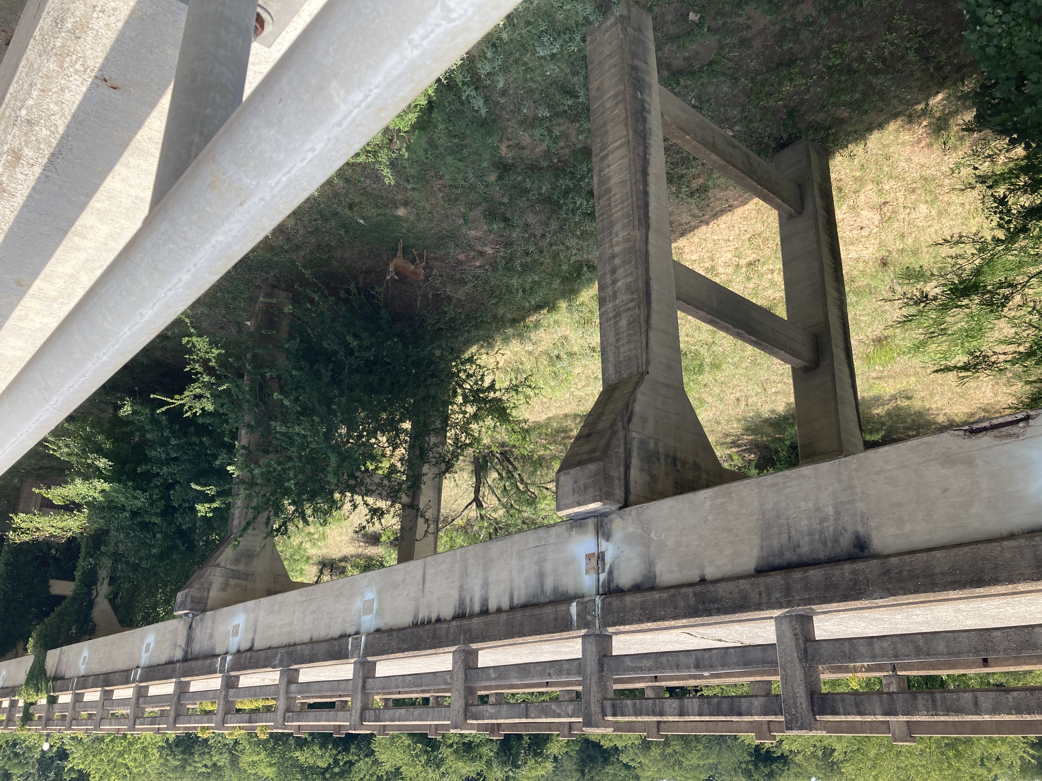 friend sighting! deer in the gorge below the bridges